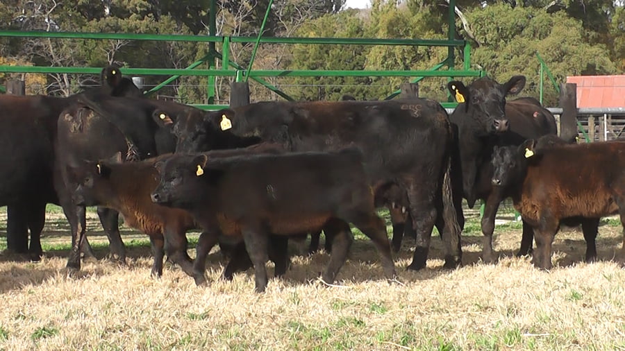 Lote VACAS ANGUS C/CRIA Y SERVICIO NEGRAS