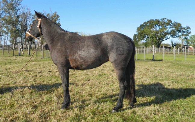 Lote OBRERO 258 DE NC