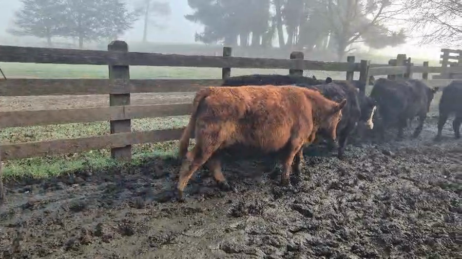 Lote 47 Novillo Engorda en Cunco, IX Región Araucanía