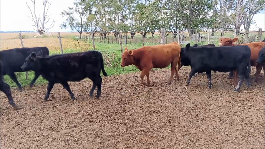 Lote 36 Terneros/as