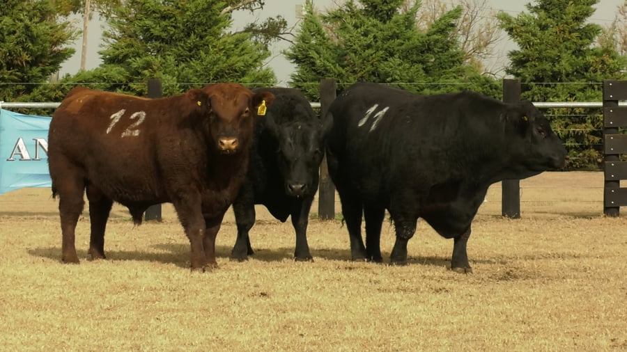 Lote TOROS ANGUS PUROS CONTROLADOS