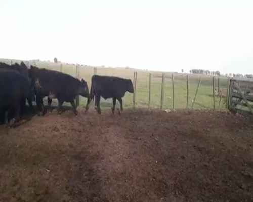 Lote 60 Novillitos en Verónica, Buenos Aires