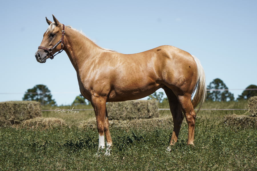 Lote ATENEA ONLY PASSION CACH