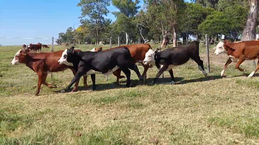 Lote 50 Terneros/as