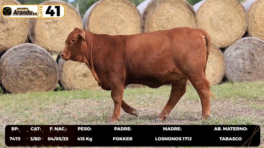 Lote LOTE 41
