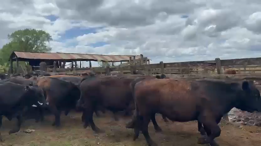 Lote 110 Novillo Engorda en Futrono, XIV Región Los Ríos