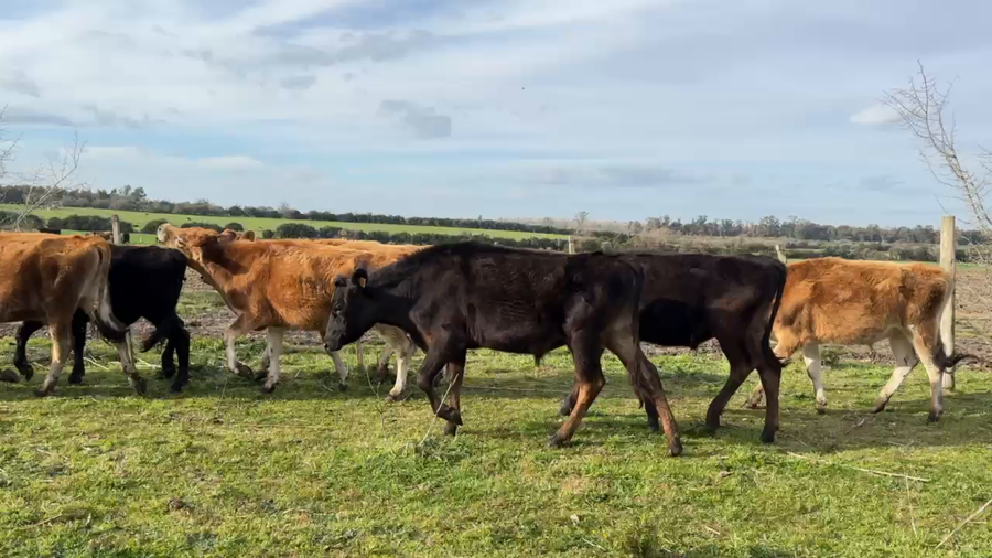 Lote NOVILLOS 1 a 2 AÑOS