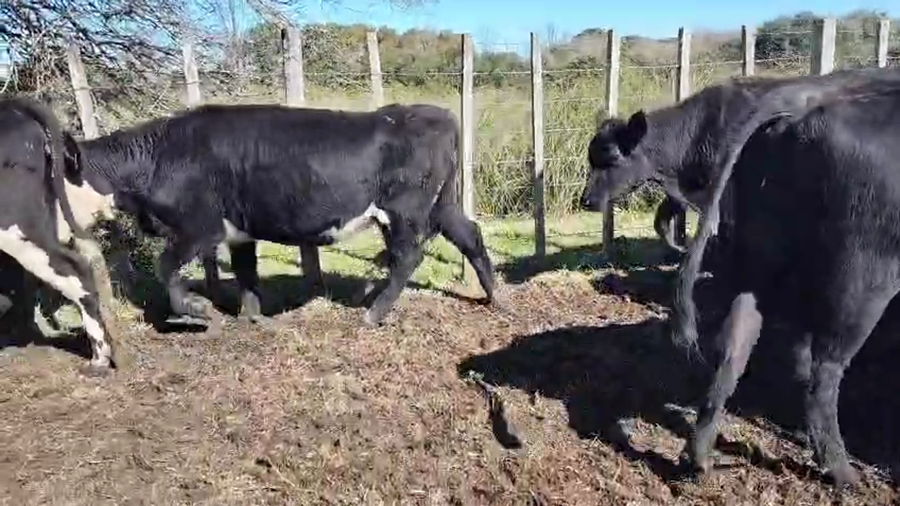 Lote 20 Vacas y vaquillonas a remate en Pantalla Aniversario - Escritorio Camy, San José