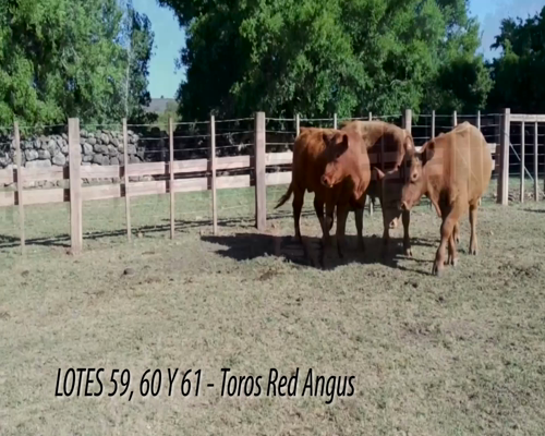 Lote Toro Red Angus