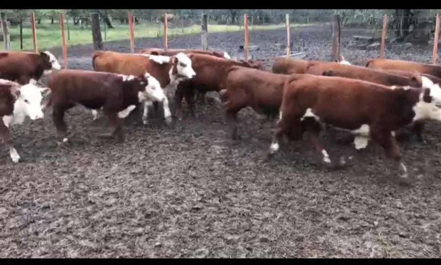 Lote 160 Terneros/as en Victoria, Entre Ríos