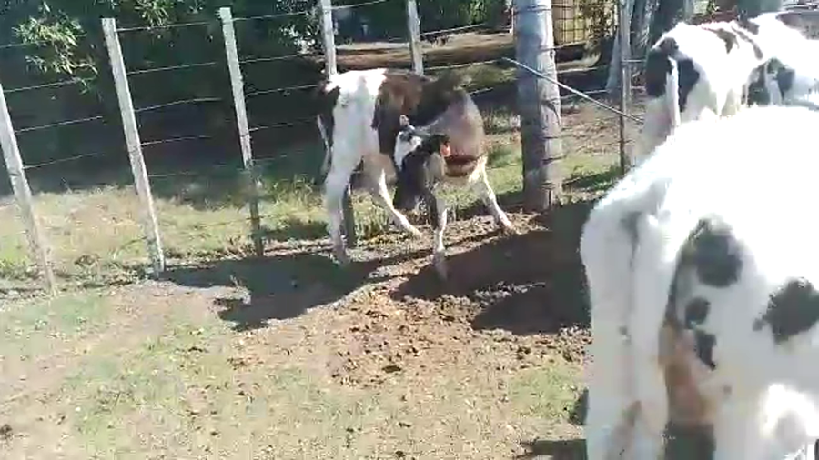 Lote 13 Terneros Holando a remate en Pantalla Camy en Chamizo