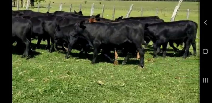 Lote 52 Terneros en Entre Ríos, Colón