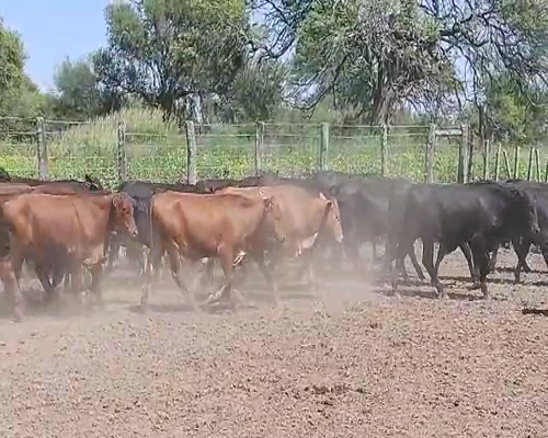 Lote 55 Novillitos en Quimilí, Santiago del Estero