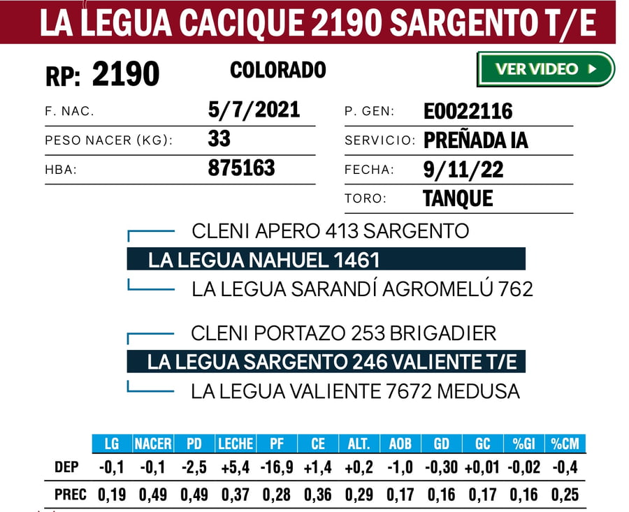 Lote VAQUILLONAS ANGUS  PP