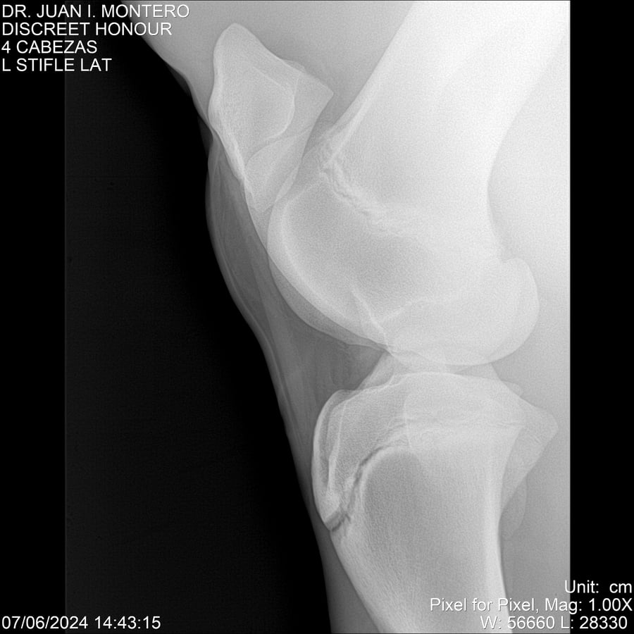 Lote DISCREET HONOUR