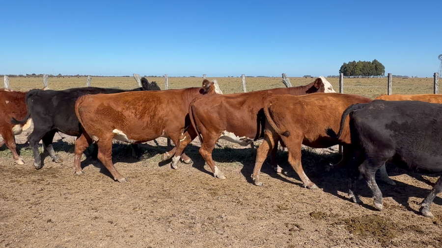 Lote 45 Vacas de invernar en Entre Ríos, Los Conquistadores