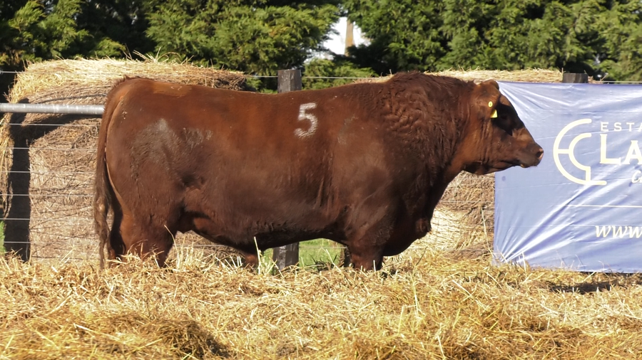 Lote TOROS ANGUS PURO CONTROLADO