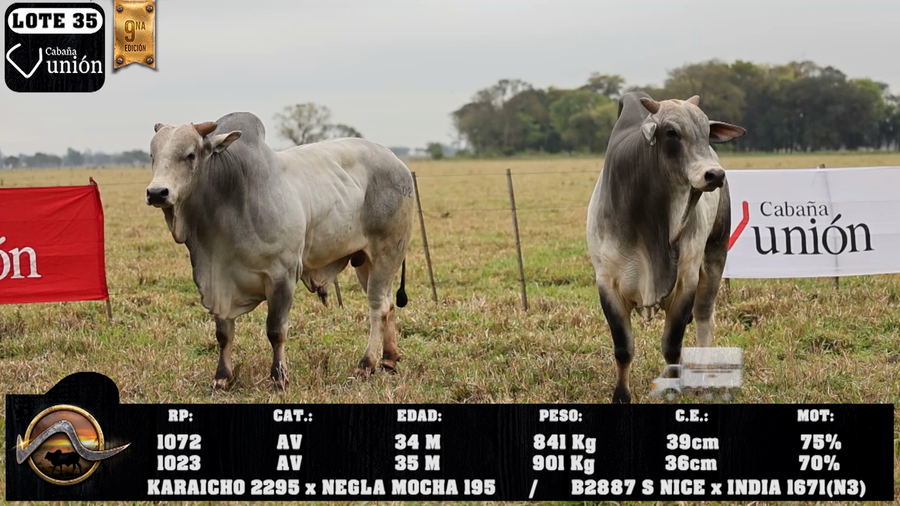 Lote LOTE 35