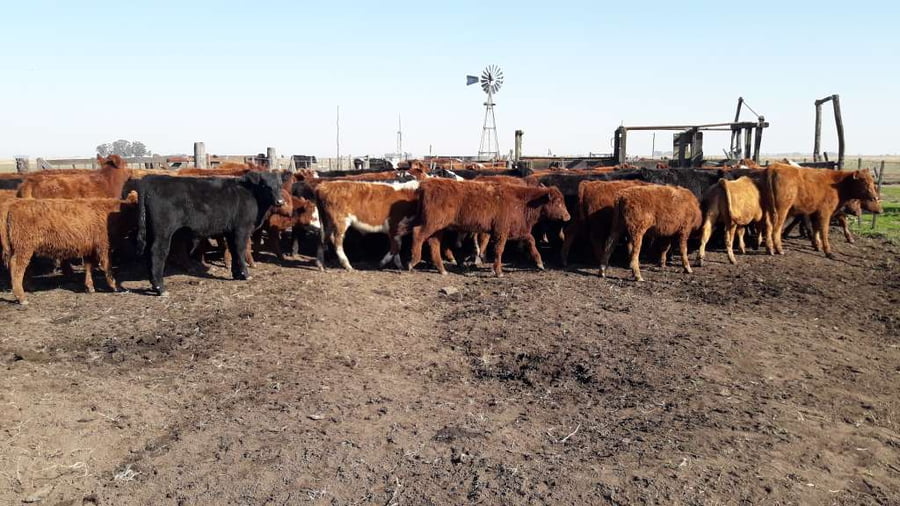 Lote 73 Terneros en Gral. Lamadrid, Buenos Aires