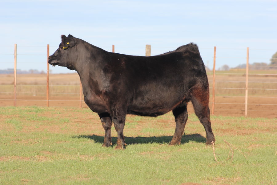 Lote VAQUILLONAS PURAS DE PEDIGREE