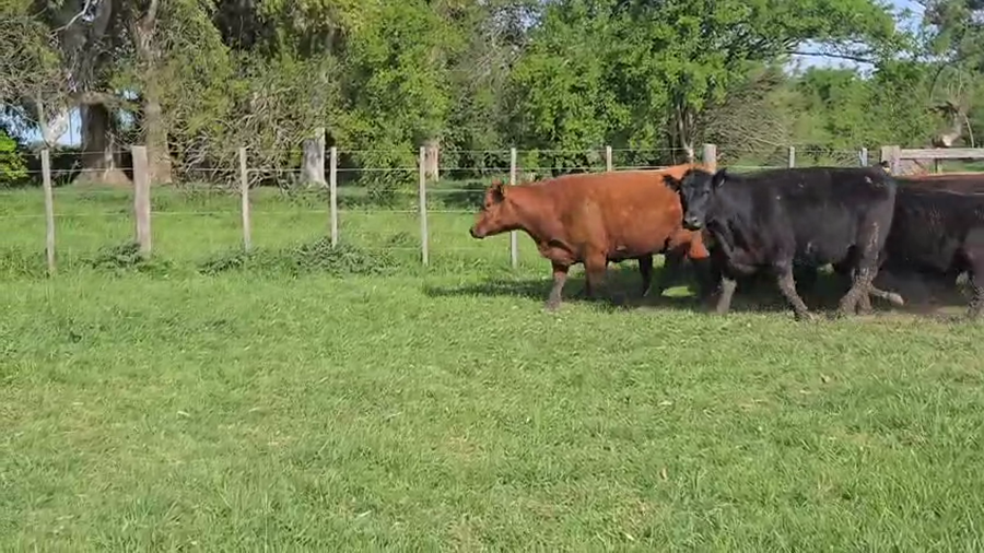 Lote 24 Vacas nuevas Preñadas