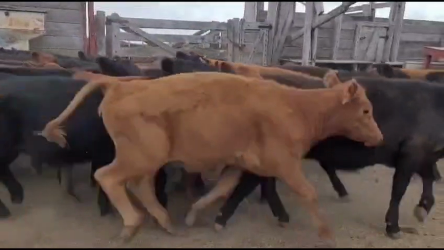 Lote 70 Terneras