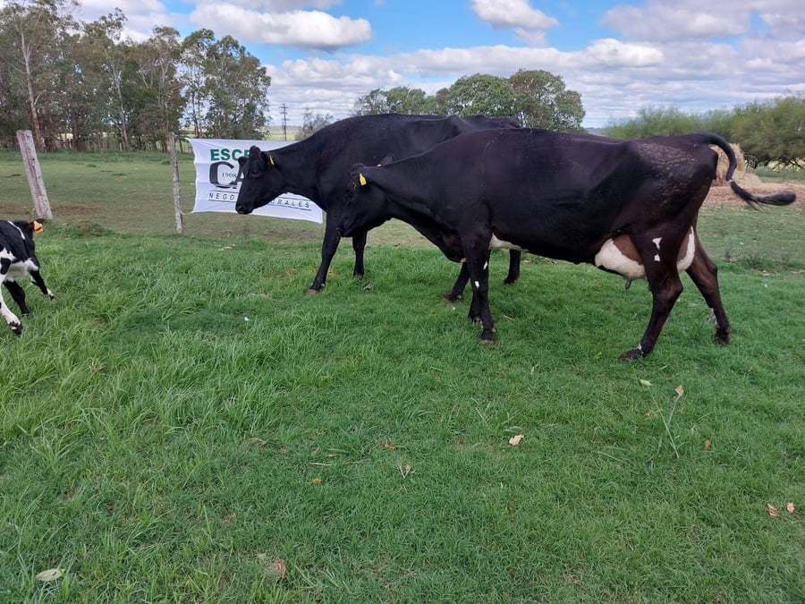 Lote 2 Vaca KIWI a remate en Remate Elite por Pantalla de Ganado Lechero 500kg - , San José