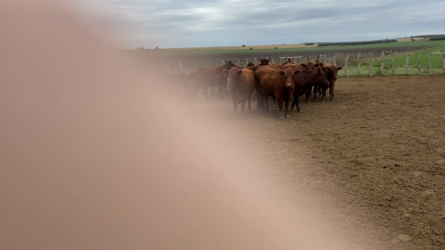 Lote 100 Vaquillonas P/ entorar en Winifreda, La Pampa