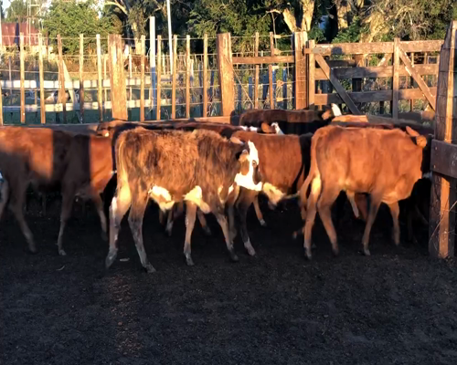 Lote 70 Terneros en Ituzaingó, Corrientes