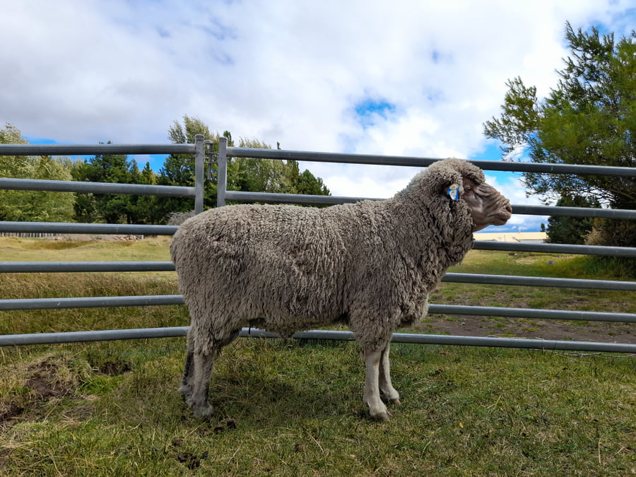 Lote Carnero TOP A, 17-0399