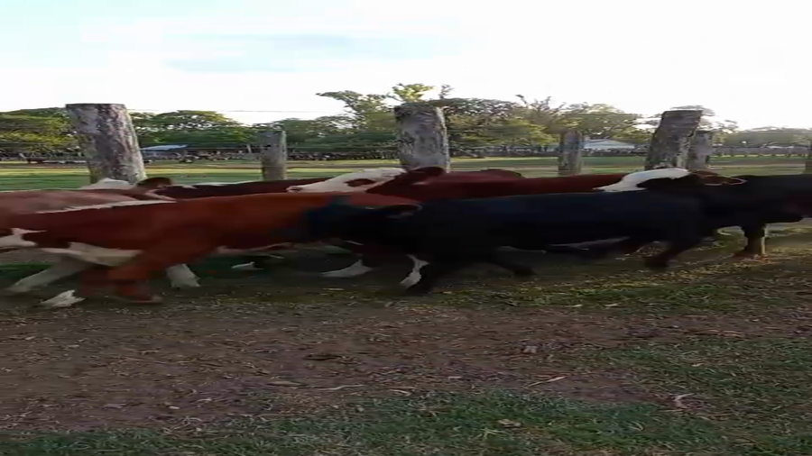 Lote 100 Terneras