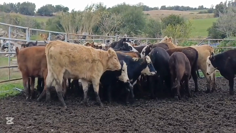 Lote VAQUILLONAS 1  A 2 AÑOS