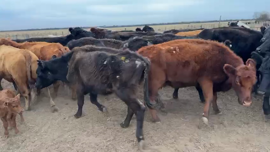 Lote 34 Vientres preñados y con cría en Fortuna, San Luis