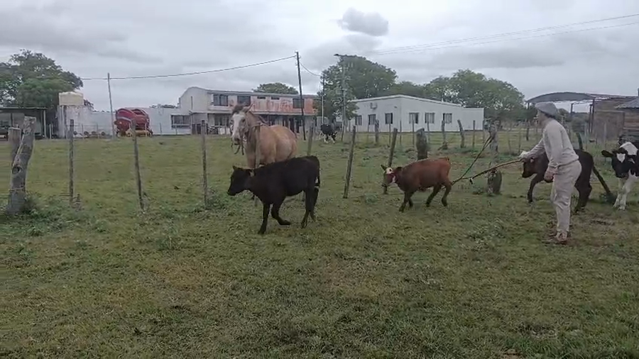 Lote Terneros/as