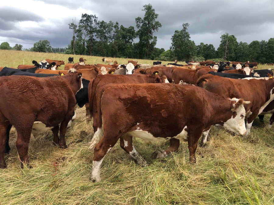 Lote 45 Novillo Gordo en Purranque, X Región Los Lagos