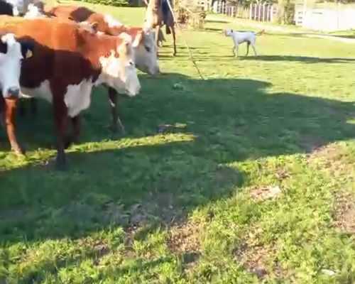 Lote 1 Piezas de cría en Artigas
