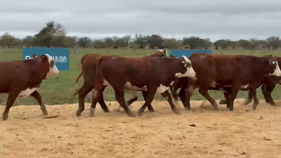 Lote Cabaña Olazul SA