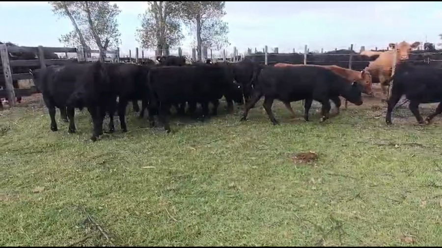 Lote 17 Terneros/as