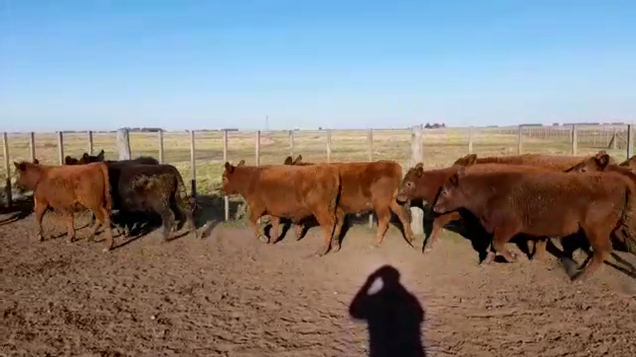 Lote 25 Terneros en Benito Juárez, Buenos Aires