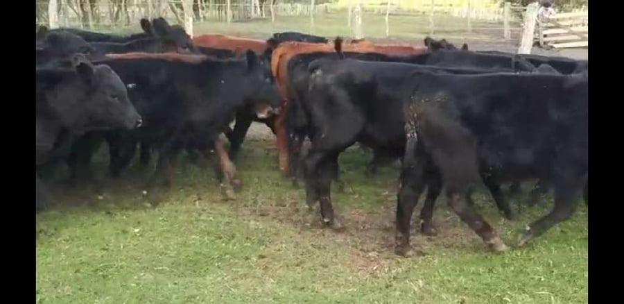 Lote 60 Terneros en Villaguay, Entre Ríos