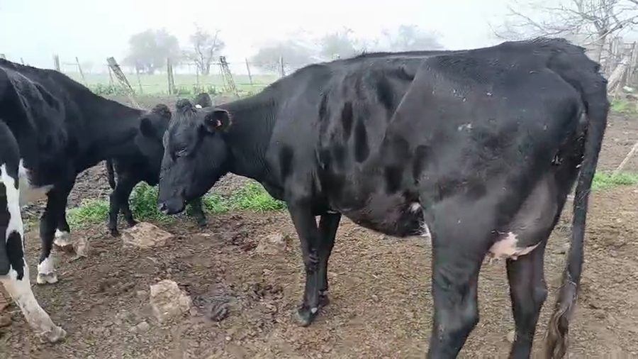 Lote 9 Vaquillonas  a remate en Pantalla Camy 400kg - , San José