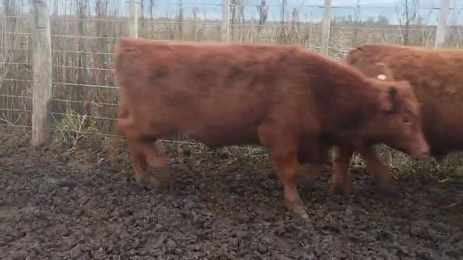 Lote 70 Terneros en Olavarría