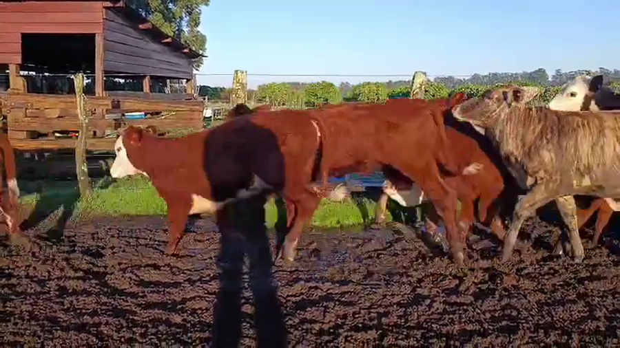 Lote 31 Terneros/as en Corrientes, Monte Caseros