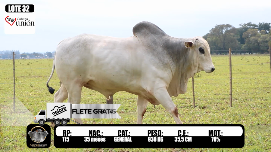 Lote LOTE 32-  RP 115