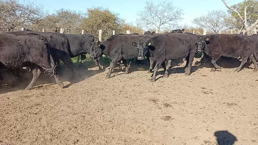 Lote 96 Vacas de invernar