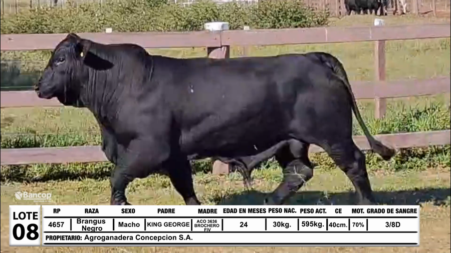 Lote Lote 8