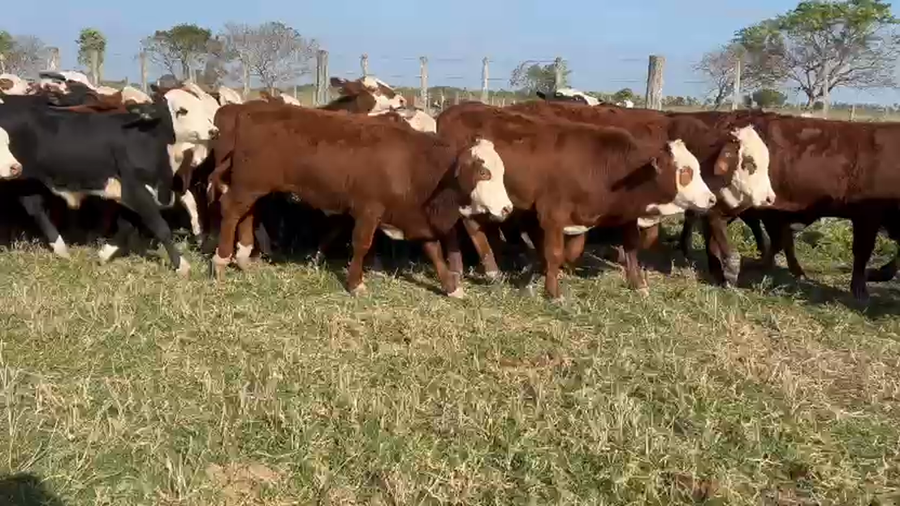 Lote 50 Terneros