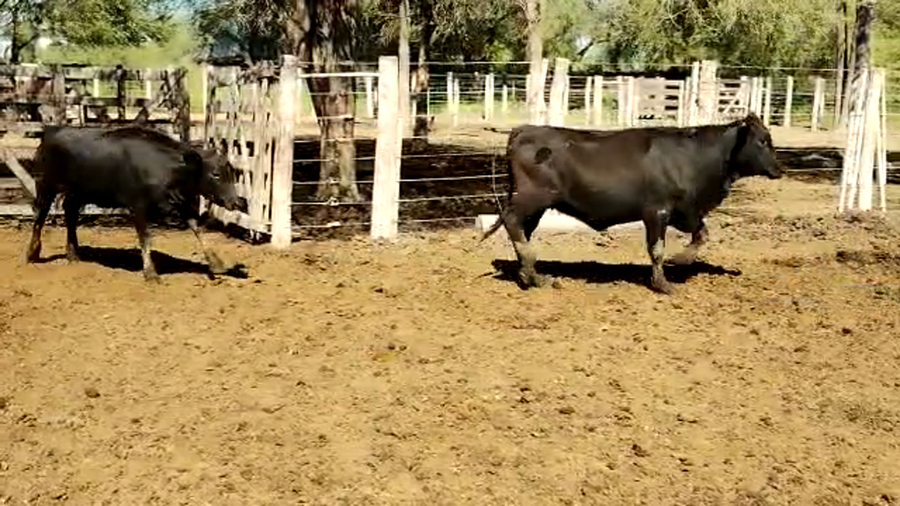 Lote 100 Vaquillonas en Quimilí, Santiago del Estero