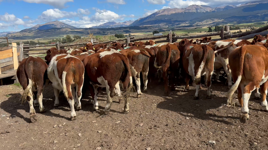 Lote 50 Novillo Engorda en Coyhaique, XI Región Aysén