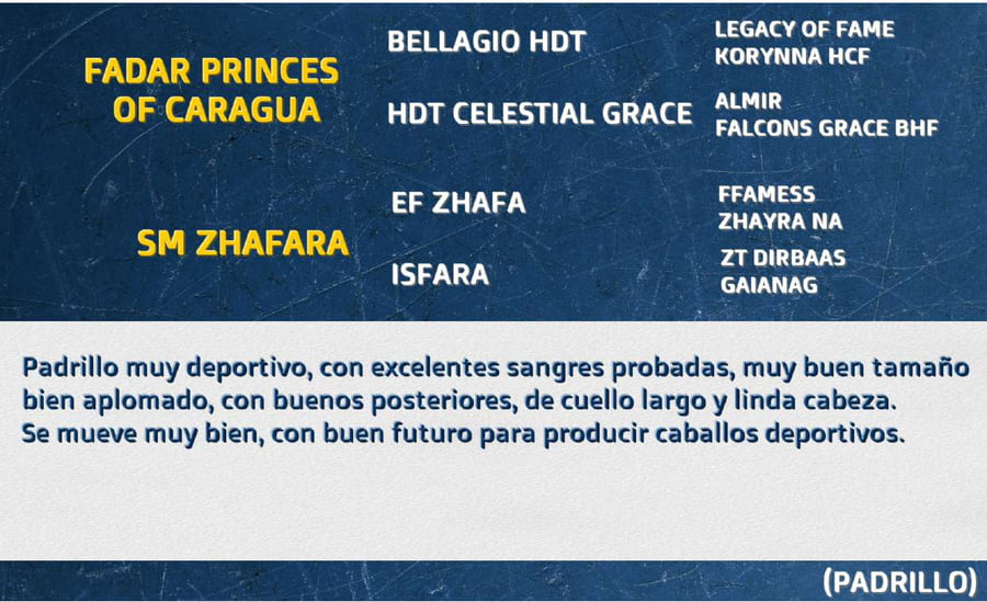Lote FADAR PRINCIPE